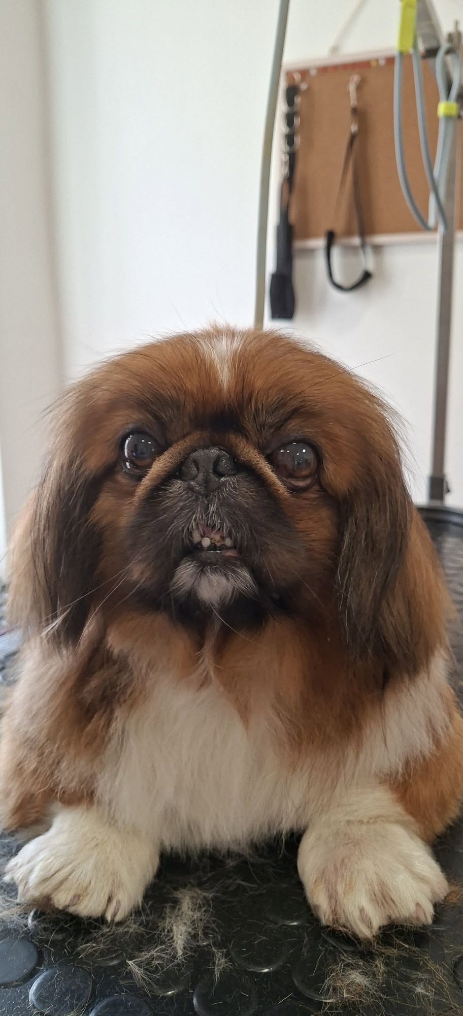 Pekinéz na úpravovom stole